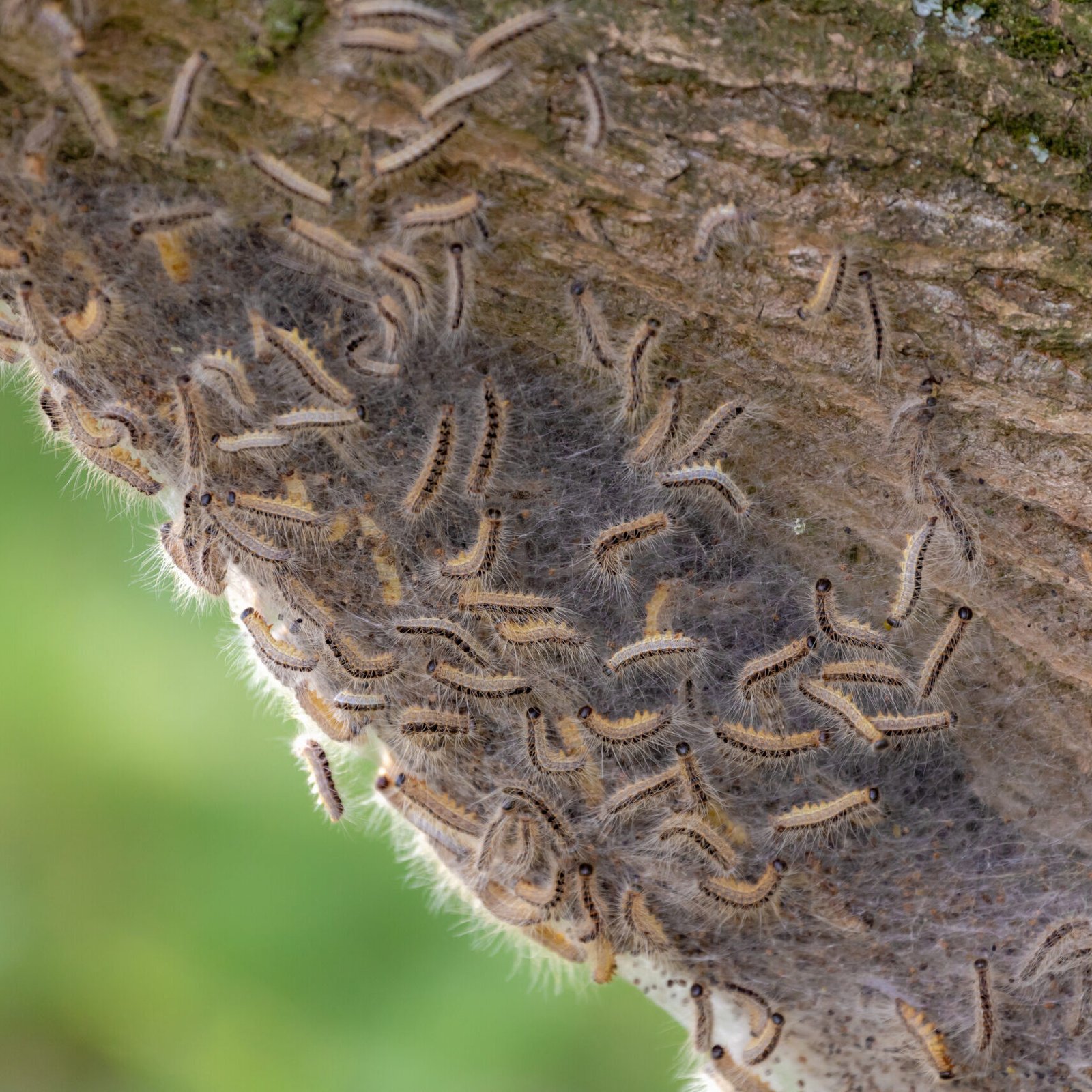 Oak processionary nest on tree in the forest, Thaumetopoea processionea is a moth whose caterpillars, These stinging hairs can cause itching, bumps and eye complaints, Eikenprocessierups, Netherlands.